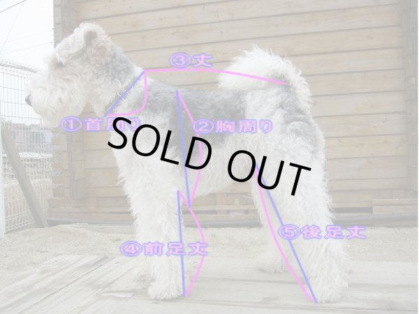 画像14: 白ひつじ